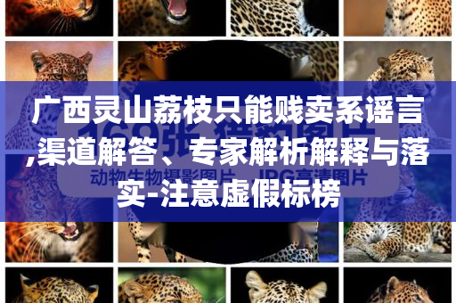 廣西靈山荔枝只能賤賣系謠言,渠道解答、專家解析解釋與落實(shí)-注意虛假標(biāo)榜