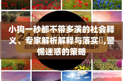 小狗一秒都不帶多演的社會釋義、專家解析解釋與落實?,警惕迷惑的策略