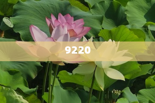 張靚穎 網(wǎng)紅化規(guī)范釋義、解釋與落實,抵制誤導的假把式